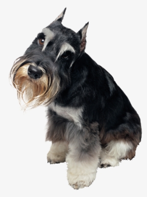Schnauzer Art Pendant, Schnauzer Necklace, Puppy Pendant, #3167322