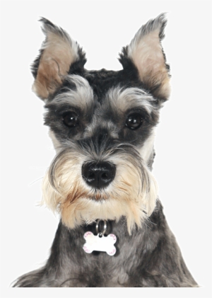 Search - Adorable Schnauzer Puppies #3167345
