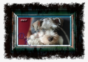 Diosa Kennels Miniature Schnauzer Puppy For Sale Oklahoma - Oklahoma #3167371