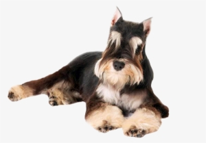 Perro Schnauzer Png #3167436 Perro Schnauzer Png #3167436