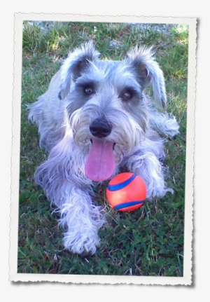 Miniature Schnauzer Female May 30th, - Histiocytic Sarcoma #3167615