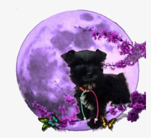 Welcome To Schnauzer Envy - Full Moon #3167638