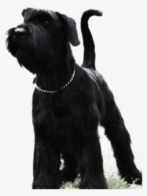 Standard Schnauzer #3167640