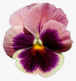 Pink And Purple Pansy By Jeanicebartzen27 On Deviantart - Pink And Purple Pansy #3167672