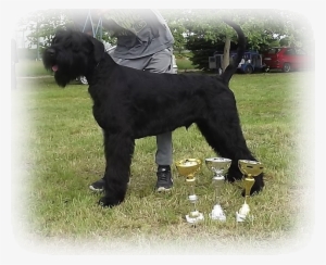 Imported In '18 - Standard Schnauzer #3167768