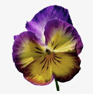 Pansy Png - Pansy #3167860