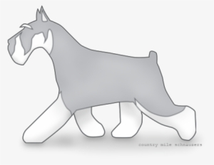 Pause - Standard Schnauzer #3167951