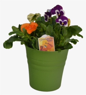 Scrumptious Pansies - Pansy #3168013