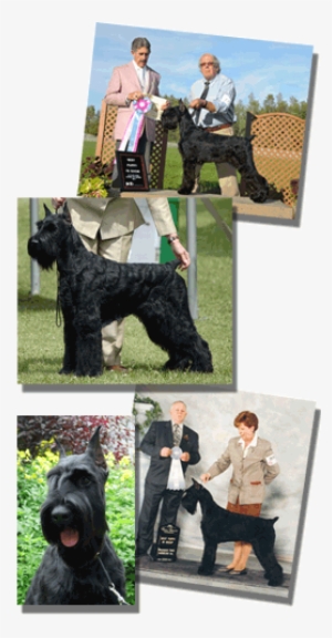 Giant Schnauzers Géants De La Rive - Schnauzer #3168033