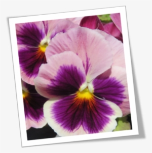 Pansy Tribute With Pancreatic Cancer Action - Pansy #3168057