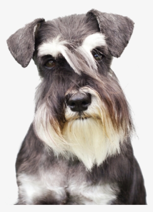 Bama Double Pet Bowl - Pet Care #3168060