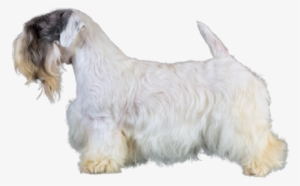 Profile Of Sealyham Terrier - Sealyham Terrier #3168077