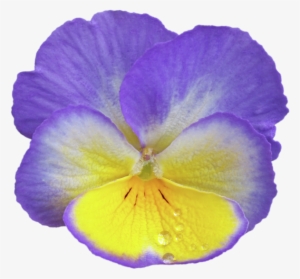 Click And Drag To Re-position The Image, If Desired - Pansy #3168081