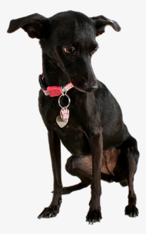 It Is Important To Find The Main Reason For The Bad - Dog #3168306