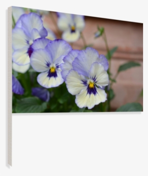 Blue Pansy Photograph Canvas Print - Pansy #3168327