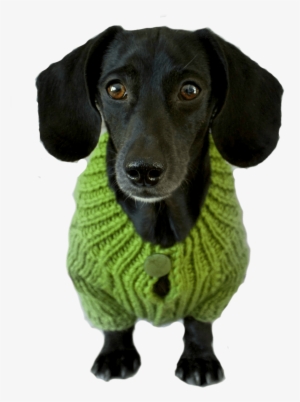 Taking Time To Teach Your Dog Essential Skills Will - Dachshund #3168412