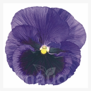 Hazzard's Seeds Pansy Inspire+ Blue Blotch 1,000 Seeds #3168515