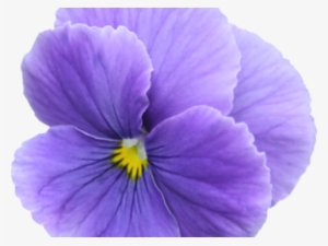 Pensamiento Flor Png #3168539