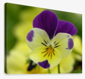 Yellow Pansy Photograph Canvas Print - Pansy #3168748