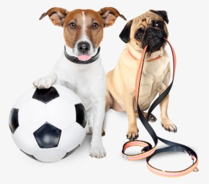 Let Your Pet Be Our Priority - Cute Dog Holding Leash #3168876