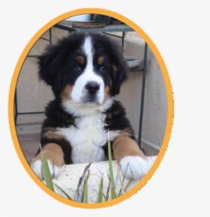 As With Any Large Dog, Supervision Is Recommended With - Mountain Dog #3168926