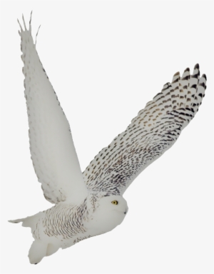 Snowy Owl Soto Side - Buzzard #3169028