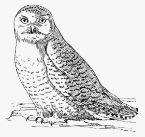 Owl 1558 - Antistresové Omalovánky Ke Stažení Zdarma #3169212