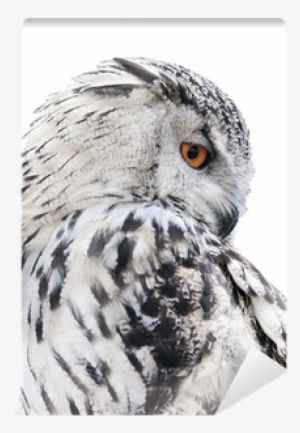 Hibou Noir Et Blanc #3169855