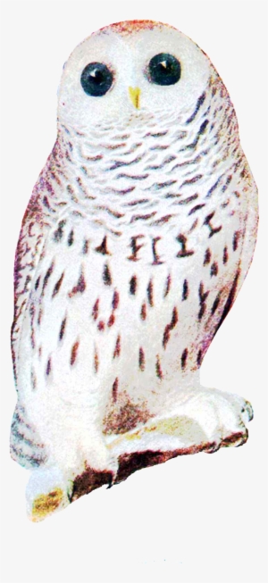A White Owl And A Brown Owl In Format - Animal Brooch Owl Woodland Jewelry For Her White Owl #3169986