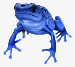 What Is The Most Poisonous Animal In The World - Blue Poison Dart Frog Drawing #3171506