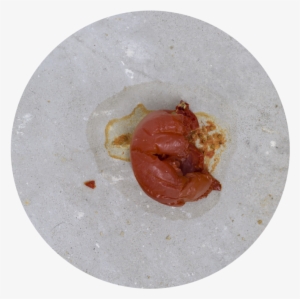 'news From Nowhere' By Emily Jones At Cordova, Vienna - News From Nowhere #3171533