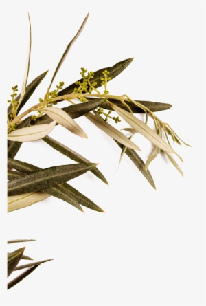 Dafna Comes From The Greek Word Δάφνη , Which Means - Leaf #3172578