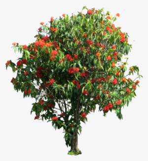 Share This Image - Ixora Coccinea Png #3174044