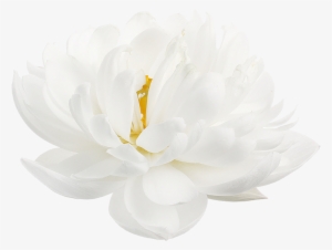 “ White Lotus From The Nymphaea Genus - White Lotus Flower White Background #3174045