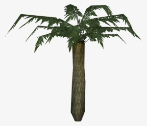 Large Tree Fern - Roystonea #3174070