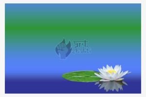 White Lotus Flower #3174182