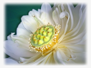 Nanda Devi Indian Double White Lotus - Nanda Devi #3174832