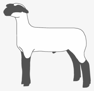 If You Found This Page By Searching For Show Lamb Clip - Show Sheep Clipart #3176549