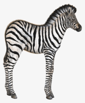 Baby Zebra Animal Wall Decal Sticker - Zebra Wall Decal, Home Decor Decals, By Walls Of The #3180679