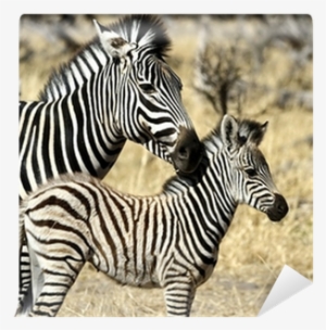 Vertebrate Animals #3181202