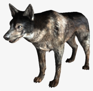 Dogmeat - Australian Cattle Dog Dogmeat #3182310