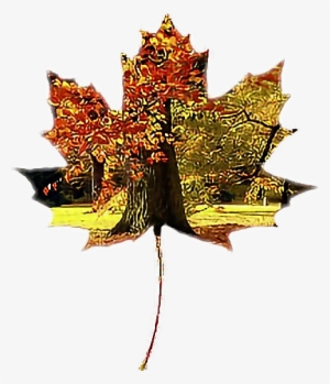 Ftefallleaves Leave Tree Fall Autumn - Tree #3182381