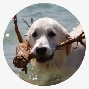 Null - Perros Del Mar #3182737 Null - Perros Del Mar #3182737