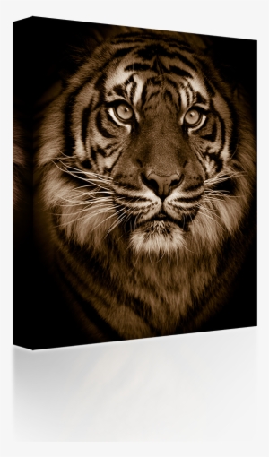 Tiger Eyes - Golden Bengal Tiger Green Eyes Big Cat Zippo Lighter #3184351