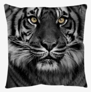 Tiger - 50x70 Cm #3184430