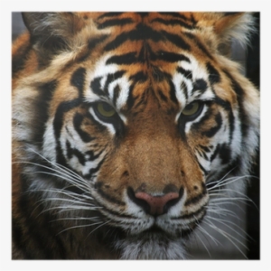 Toronto Zoo #3184478