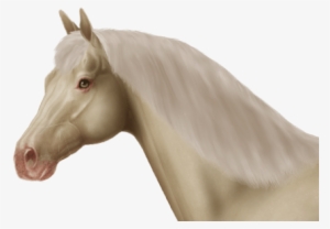 Tiger Eye On Champagne - Horse #3184508