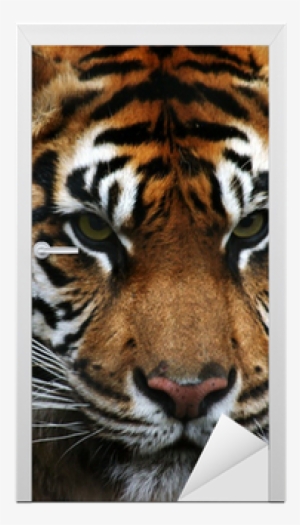 Eye Of The Tiger #3184716