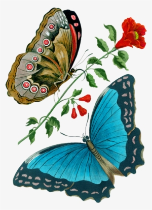 Image Du Blog Zezete2 - Wandbild Azurblauer Schmetterling Magnolia Box #3186173