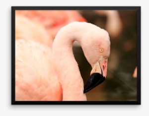 Original Pink Flamingo - Flamingo #3186466